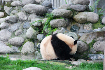 panda