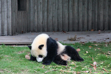 panda