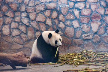 panda