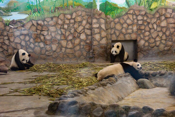 panda