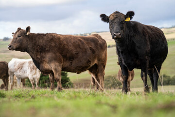 Beef cows and calves grazing on grass in a free range field, in Australia. eating hay and silage....