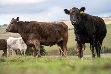 Australian wagyu cows grazing in a field on pasture. close up of a black angus cow eating grass in a paddock in springtime in australia and new zealand