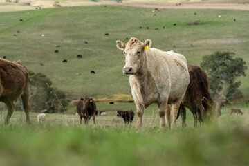 beautiful cattle in Australia  eating grass, grazing on pasture. Herd of cows free range beef being regenerative raised on an agricultural farm. Sustainable farming in australia