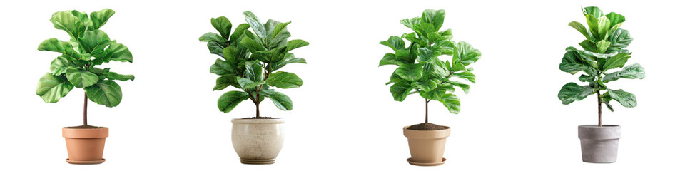 Four potted green plants, each in a different pot, arranged in a row against a white background, showcasing indoor foliage variety.