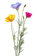 Obraz premium A stunning display of delicate wildflowers with yellow, pink, and purple blooms arranged beautifully against a white background, representing serenity and natural elegance.