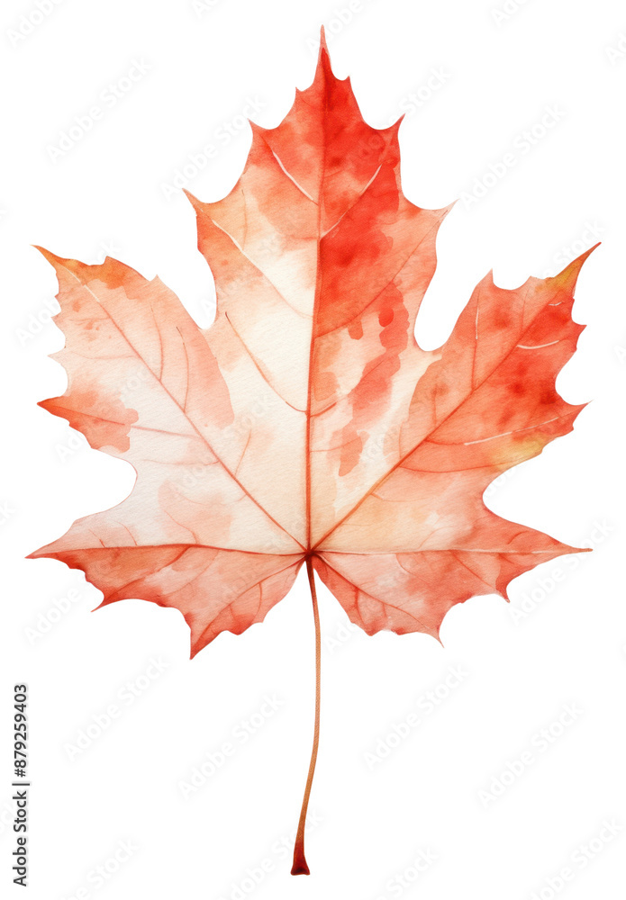 Sticker PNG Sugar Maple leaf maple plant tree.