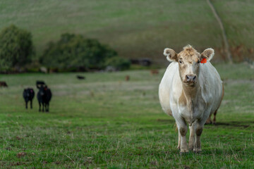 Australian wagyu cows grazing in a field on pasture. close up of a black angus cow eating grass in a paddock in springtime in australia and new zealand