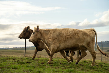 Sustainable Agriculture Practices: Enhancing Ecosystems, Livelihoods, and Resilience through Holistic, Carbon-neutral Approaches grazing cows and bulls on pasture