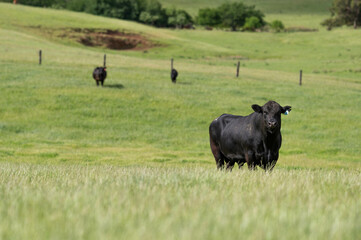 Stud Beef bulls and cows grazing on grass in a field, in Australia. breeds include speckle park,...