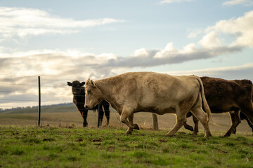 Beef cows and calves grazing on grass on a beef cattle farm in  Australia. breeds include murray grey, angus and wagyu. sustainable agriculture practice storing carbon in australia