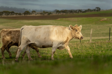 Sustainable Agriculture Practices: Enhancing Ecosystems, Livelihoods, and Resilience through Holistic, Carbon-neutral Approaches grazing cows and bulls on pasture