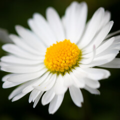 Fototapeta premium Daisy macro