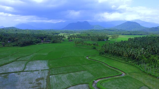 Rice field, yellow rice seed ripe and green leaves, Palakkad, Kerala