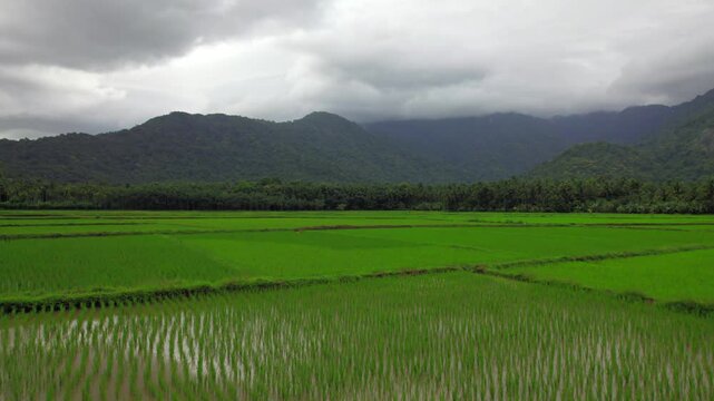 Green rice field with mountain background at palakkad kollengode