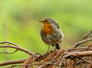 Fototapeta premium Juvenile robin on a branch
