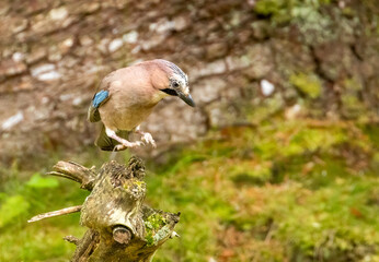 Colourful Jay corvid bird in the forest