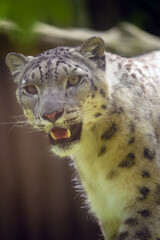 Obraz premium The snow leopard (Panthera uncia), occasionally called ounce, portrait of an adult female