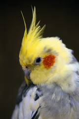 The cockatiel (Nymphicus hollandicus), also known as the weero or quarrion, portrait of a parrot...