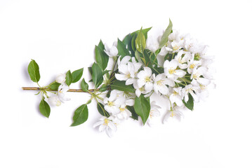 Fototapeta premium Wild apple tree branch with blooming flowers isolated on the white background. Top view.