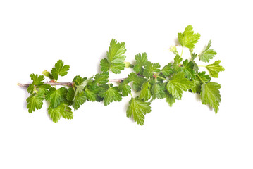 Briar, rose hip, dog rose tree branch with green leaves isolated on the white background. Top view.