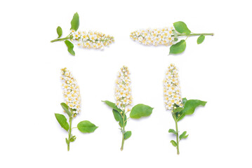 Bird cherry stems with blooming flowers isolated on the white background. Top view.