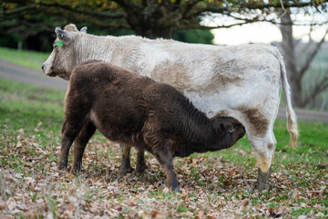 Beef cows and calves grazing on grass in a free range field, in Australia. eating hay and silage. breeds include murray grey, angus and wagyu