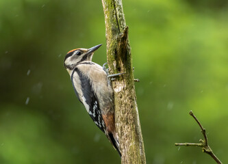 Male great spotted woodpecker on the trunk of a tree with natural green background