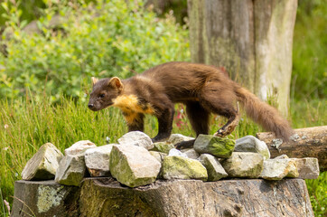Close up of a pine marten in the forest during daytime 