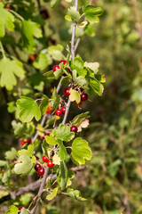 Wild forest currant in Kazakhstan