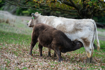 Beef cows and calves grazing on grass on a beef cattle farm in  Australia. breeds include murray...