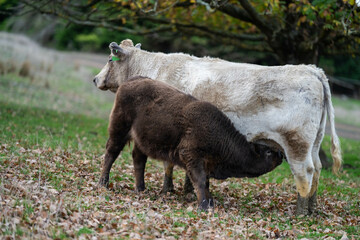 Australian wagyu cows grazing in a field on pasture. close up of a black angus cow eating grass in a paddock in springtime in australia and new zealand