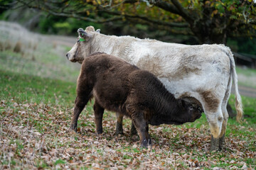 Stud beef angus and wagyu cows in a field on a farm in England. English cattle in a meadow grazing on pasture in springtime. Green grass growing in a paddock on a sustainable agricultural ranch.