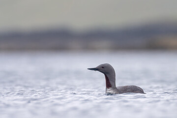 Fototapeta premium Red-throated diver or loon (Gavia stellata) in summer plumage, Shetland Islands, Scotland