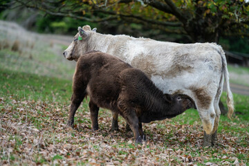 Sustainable Agriculture Practices: Enhancing Ecosystems, Livelihoods, and Resilience through Holistic, Carbon-neutral Approaches grazing cows and bulls on pasture