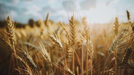 Fototapeta premium morning view of a golden wheat field