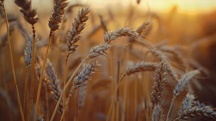 Obraz premium morning view of a golden wheat field
