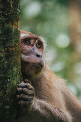 Monkey Chills in Singapore