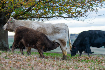 Beef cows and calves grazing on grass on a beef cattle farm in  Australia. breeds include murray grey, angus and wagyu. sustainable agriculture practice storing carbon in australia