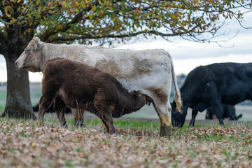 Beef cows and calves grazing on grass in a free range field, in Australia. eating hay and silage....