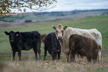 Beef cows and calves grazing on grass on a beef cattle farm in  Australia. breeds include murray...