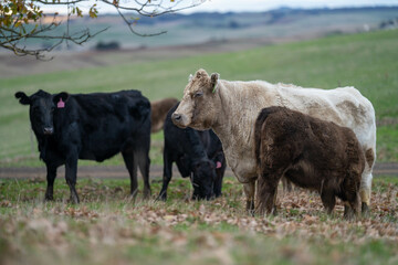 Stud Beef bulls and cows grazing on grass in a field, in Australia. breeds include speckle park, murray grey, angus, brangus and wagyu. beautiful farming landscape