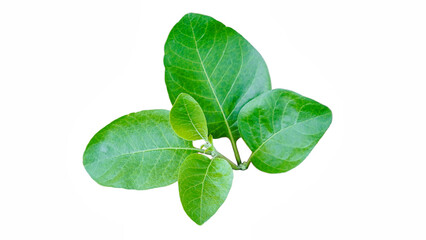 Ashwagandha Medicinal Herb with Fresh Leaves, also known as Withania Somnifera, Ashwagandha, Indian Ginseng, Poison Gooseberry, or Winter Cherry. Isolated on White Background.