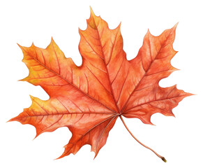 Fototapeta premium PNG Maple leave leaves plant leaf.