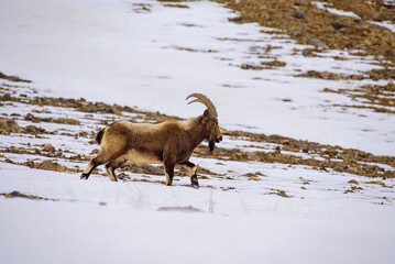 Himalayan ibex is a magnificent species of wild goat walk on the snow st Spiti valley, India.