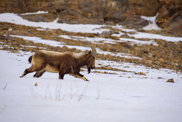Himalayan ibex is a magnificent species of wild goat walk on the snow st Spiti valley, India.