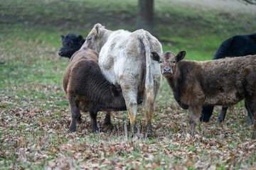 Sustainable Agriculture Practices: Enhancing Ecosystems, Livelihoods, and Resilience through Holistic, Carbon-neutral Approaches grazing cows and bulls on pasture