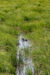 water flowing into the river