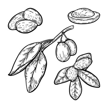 Shea nut branch and leaf set in line art style