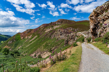 Obraz premium Heather in full bloom on Conwy Mountain North Wales