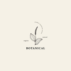 Hand drawn plantain branch logo © Maria